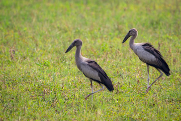 Image of Asian openbill stork on natural background. Wild Animals.