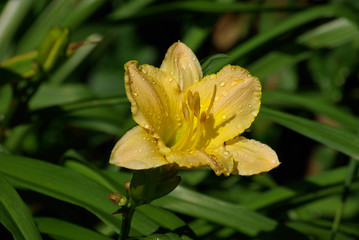 Hémérocalle jaune au jardin au printemps