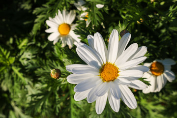 The daisy flower symbolizes innocence, a loyal love and gentleness. Daisy flower is a powerful healing herb that works great and it’s been used for thousands of years without side effects.