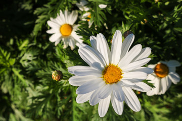 Obraz premium The daisy flower symbolizes innocence, a loyal love and gentleness. Daisy flower is a powerful healing herb that works great and it’s been used for thousands of years without side effects.