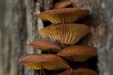 Fungus