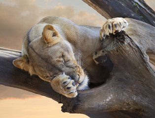 Naklejka na ściany i meble Female African Lion Sleeping in a Dead Tree