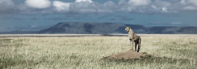 Cheetah on a mound watching around in Serengeti National Park © Eric Isselée