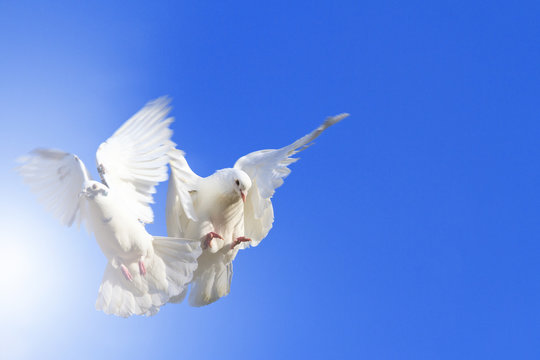 two doves flying in the blue sky