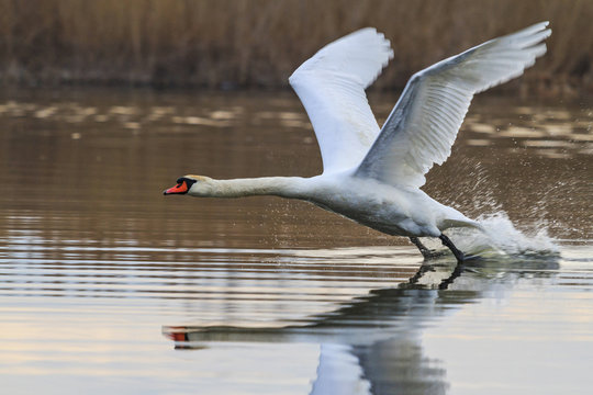 incredible speed splash swan