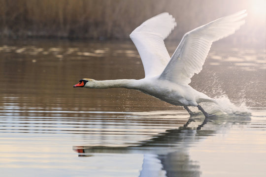 beautiful white swan flies in the sun day