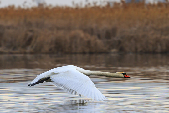 mute swan flying wings touching the water