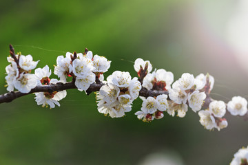 branch of apple blossoms in the garden at sunny day