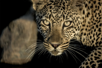 Fototapeta na wymiar Close-up of a leopard drinking in river in Serengeti National P