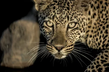 Foto auf Alu-Dibond Close-up of a leopard drinking in river  in Serengeti National P © Eric Isselée