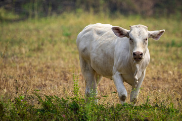 Image of white cow on nature background. Animal farm
