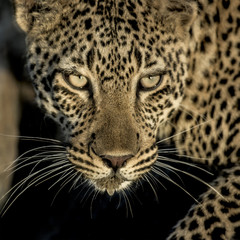 Close-up of a leopard drinking in river  in Serengeti National P