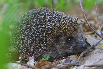 cute european Hedgehog among the dry leaves