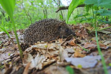 cute young european hedgehog among the dry leaves