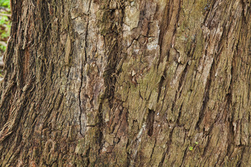Fototapeta premium Closeup of the bark of an old tree