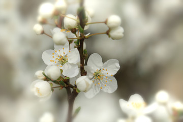 Spring flowers of cherry blossom