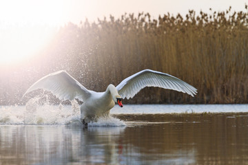 white swan ready to fly from the lake