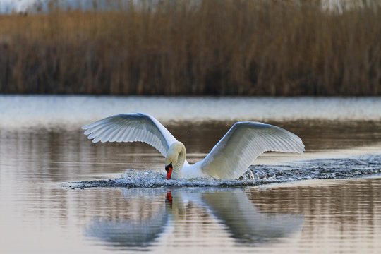 sacred swan with outstretched wings on the water