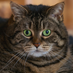 Close-up of a round tabby cat with big green eyes