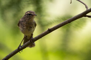 Image of bird (Common Tailorbird) on the branch on natural background.