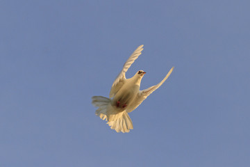 white dove highlighted the warm sun