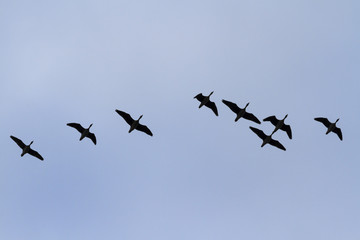 White-fronted geese flying in the blue sky