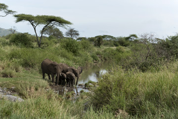 Fototapeta premium Elephants and calfs drinkink in watercourse in Serengeti Nationa