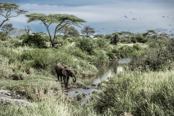 Elephant drinking in watercourse in Serengeti National Park