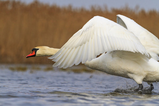 swan flies on blue lake water in sunny day