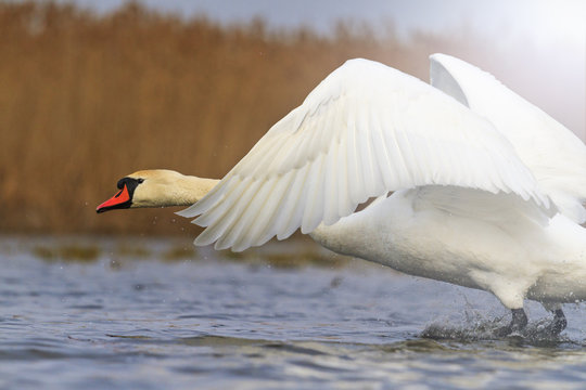 swan flies on blue lake in sunny day