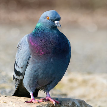 Feral pigeon on a rock