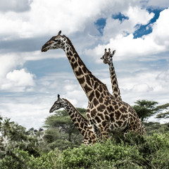 Giraffes in savannah, Serengeti, Africa