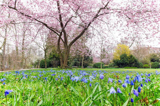 Frühlingserwachen im Stadtpark: Glückwunsch, alles Liebe: Verträumte Kirschblüten und blühende Frühlingsblumenwiese :)