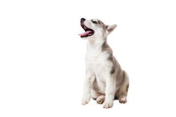 Siberian Husky puppy isolated on a white background