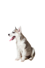 Siberian Husky puppy isolated on a white background