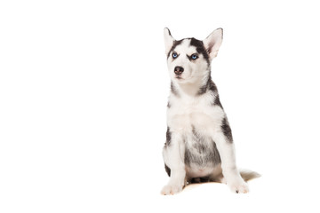 Siberian Husky puppy isolated on a white background