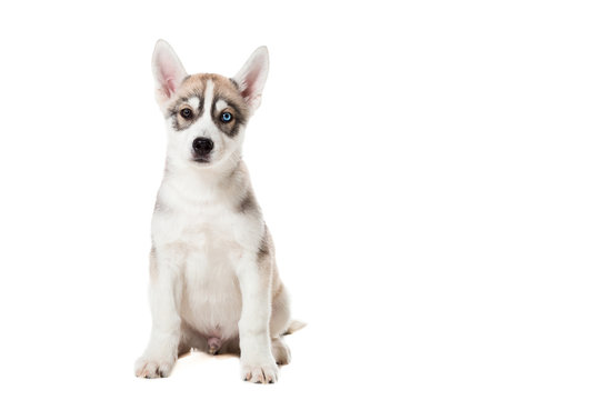 Siberian Husky puppy isolated on a white background