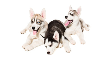 Siberian Husky puppies