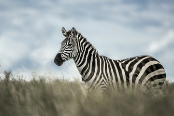 Fototapeta na wymiar Zebra in the wild savannah, Serengeti, Africa