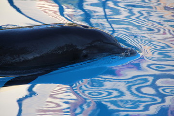 Delfin Delphin © Andreas