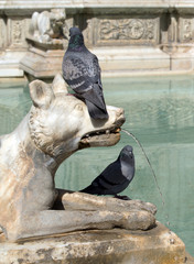 Fototapeta premium Pigeons on the wolf statue of Fonte Gaia fountain in Siena, Italy