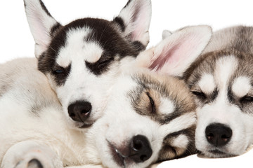 Cute little husky puppy isolated on white background