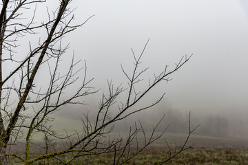 autumn park with fog and trees