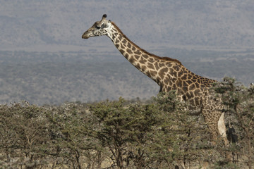 giraffe that walks among the small acacia trees in the savanna