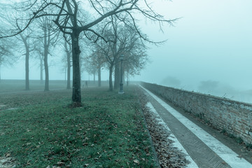 autumn park with fog and trees