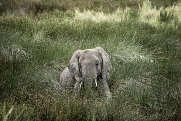 Fototapeta premium Elephant lying in Serengeti National Park