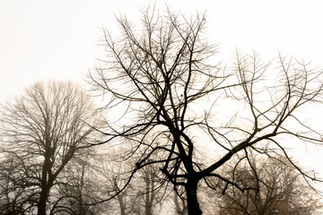 autumn park with fog and trees