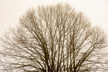 autumn park with fog and trees