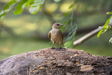 Image of bird (Common Tailorbird) on natural background.