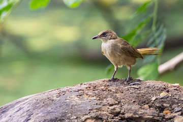 Image of bird (Common Tailorbird) on natural background.